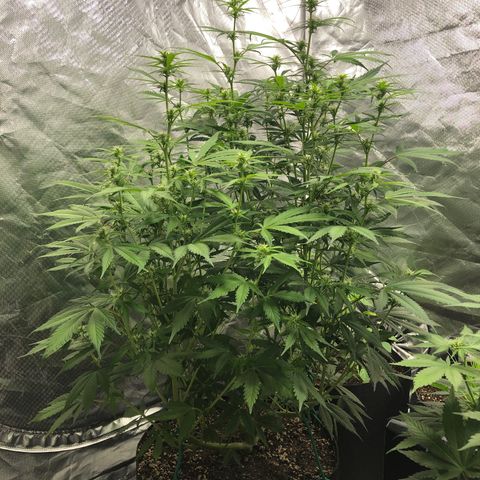 Auto Bruce Banner growlog timeline photo