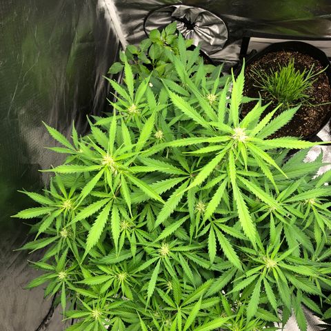 Auto Bruce Banner growlog timeline photo