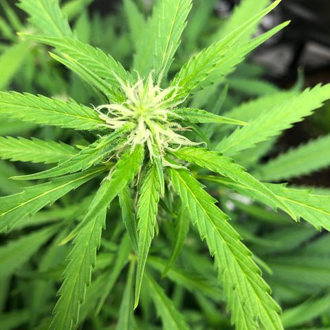 Auto Bruce Banner growlog timeline photo