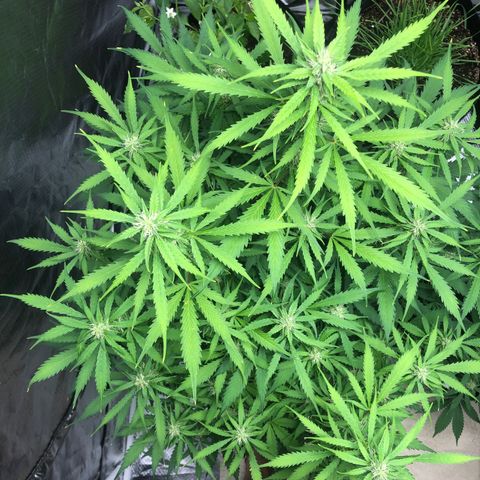 Auto Bruce Banner growlog timeline photo