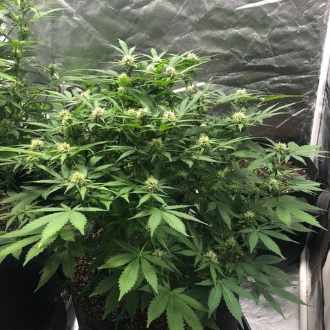 Auto Bruce Banner growlog timeline photo
