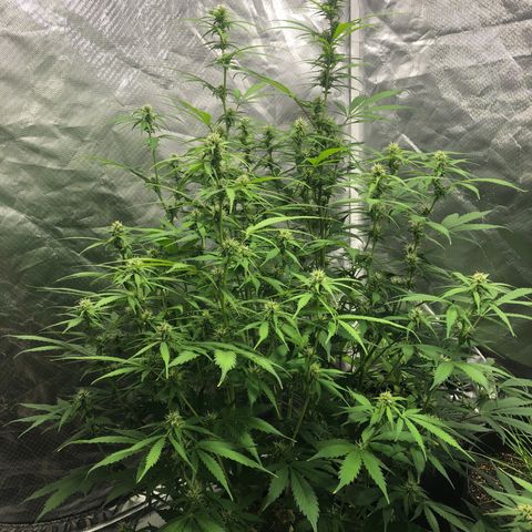 Auto Bruce Banner growlog timeline photo