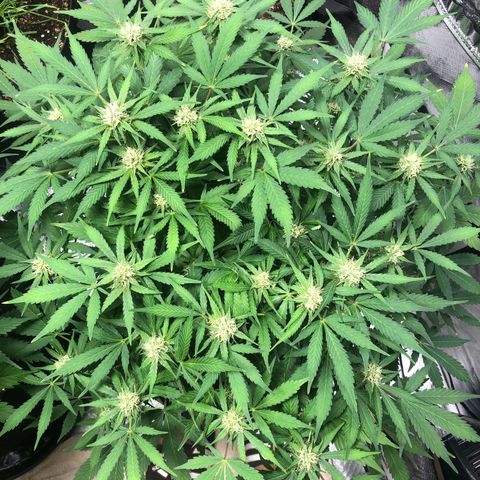 Auto Bruce Banner growlog timeline photo