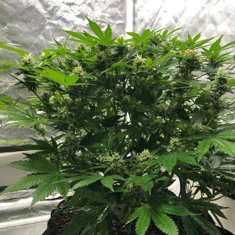 Auto Bruce Banner growlog timeline photo