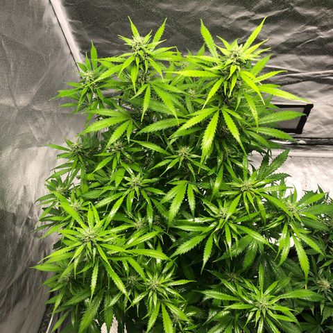 Auto Bruce Banner growlog timeline photo