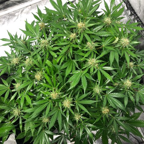 Auto Bruce Banner growlog timeline photo