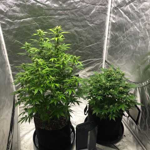 Auto Bruce Banner growlog timeline photo