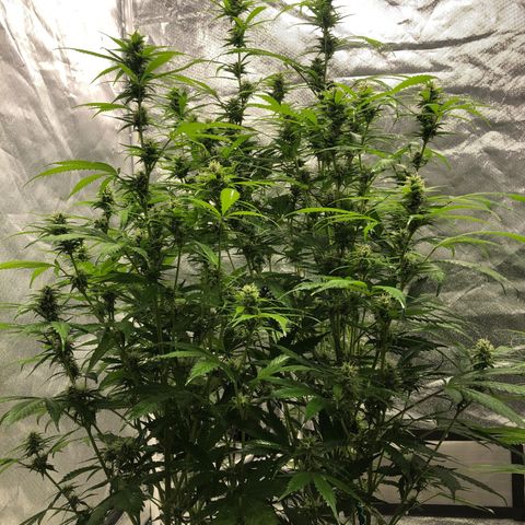 Auto Bruce Banner growlog timeline photo