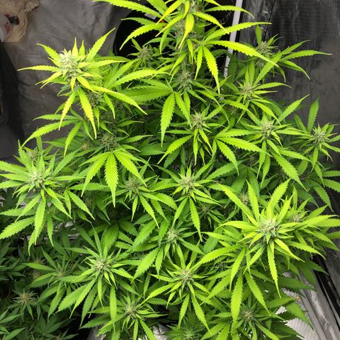 Auto Bruce Banner growlog timeline photo