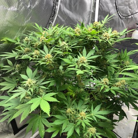 Auto Bruce Banner growlog timeline photo