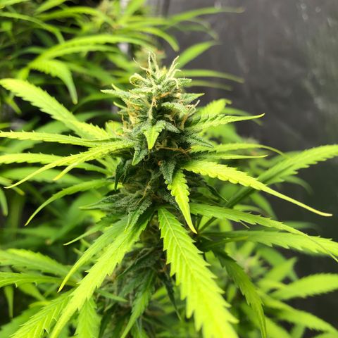 Auto Bruce Banner growlog timeline photo