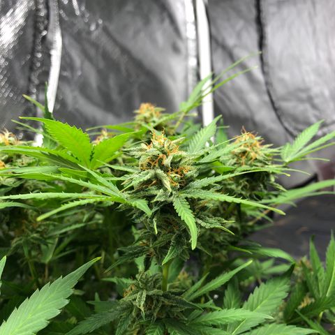 Auto Bruce Banner growlog timeline photo