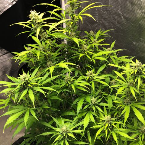 Auto Bruce Banner growlog timeline photo