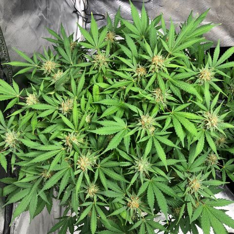 Auto Bruce Banner growlog timeline photo