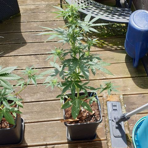Zkittlez Auto growlog timeline photo