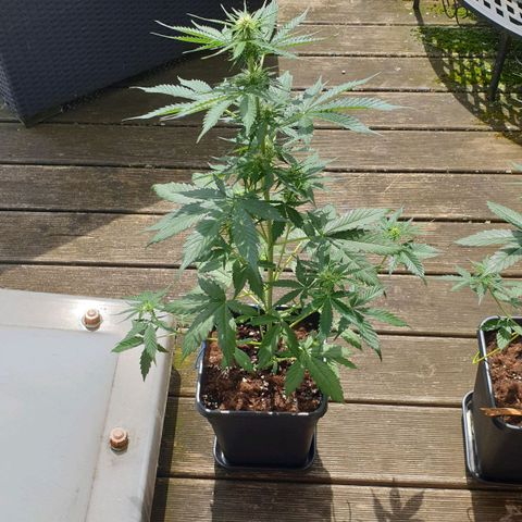 Zkittlez Auto growlog timeline photo