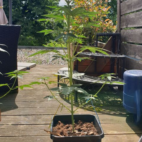 Zkittlez Auto growlog timeline photo
