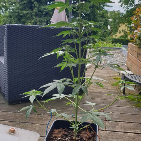 Zkittlez Auto growlog timeline photo