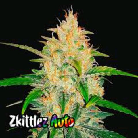 Zkittlez Auto growlog timeline photo