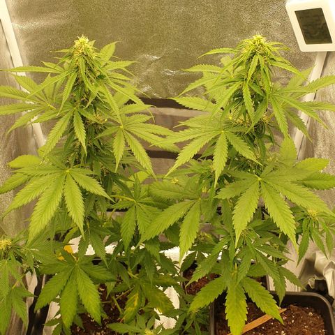 Zkittlez Auto growlog timeline photo