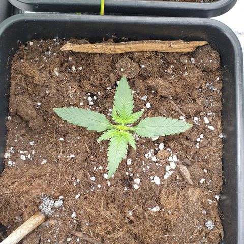 Green Gelato Automatic growlog photo: 8 Day 