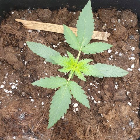 Green Gelato Automatic growlog timeline photo