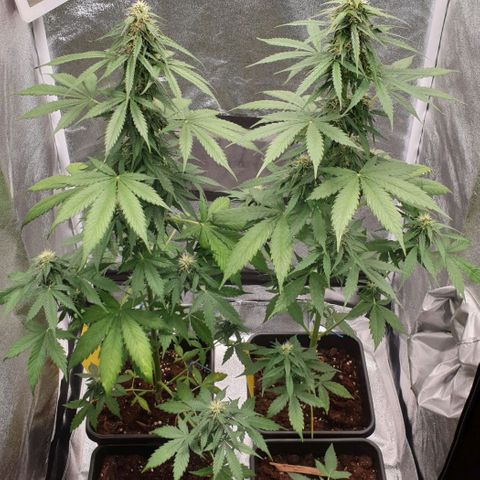 Zkittlez Auto growlog timeline photo