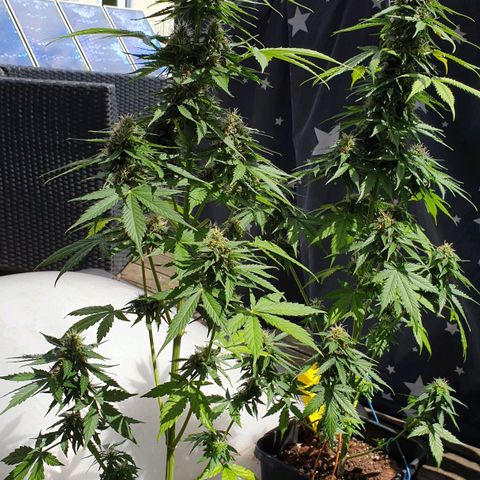 Zkittlez Auto growlog timeline photo