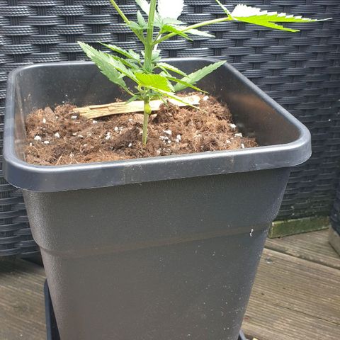 Green Gelato Automatic growlog timeline photo