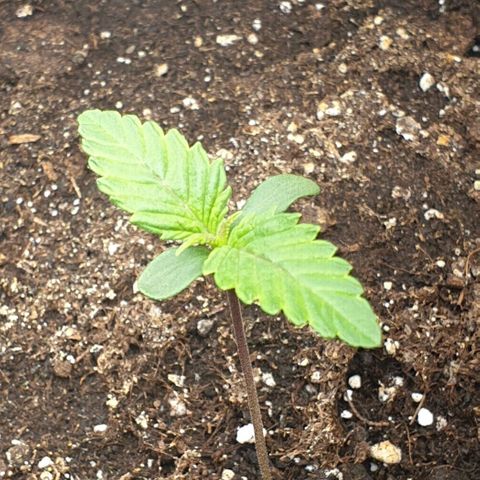 Purple lemonade growlog timeline photo