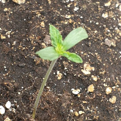 Purple lemonade growlog timeline photo