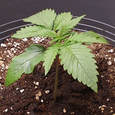 Purple lemonade growlog timeline photo