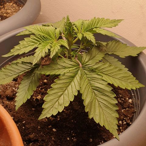 Purple lemonade growlog timeline photo