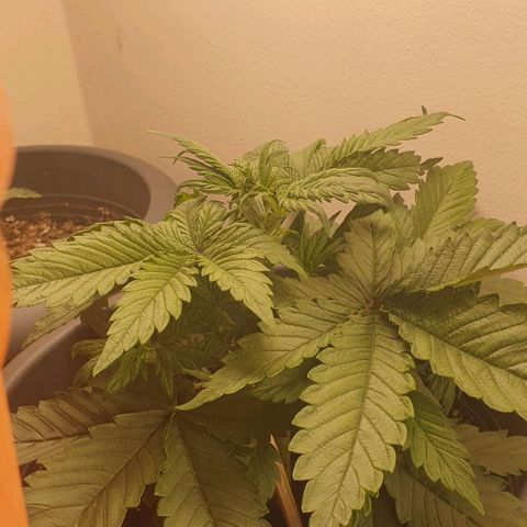 Purple lemonade growlog timeline photo