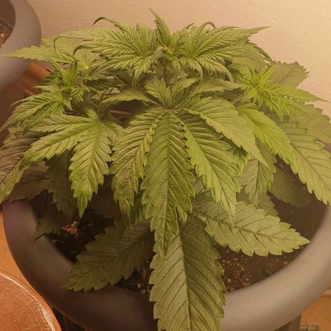 Purple lemonade growlog timeline photo