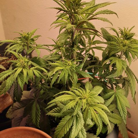 Purple lemonade growlog timeline photo