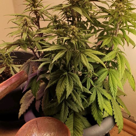 Purple lemonade growlog timeline photo