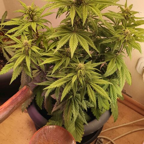 Purple lemonade growlog timeline photo