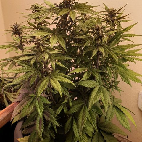 Purple lemonade growlog timeline photo
