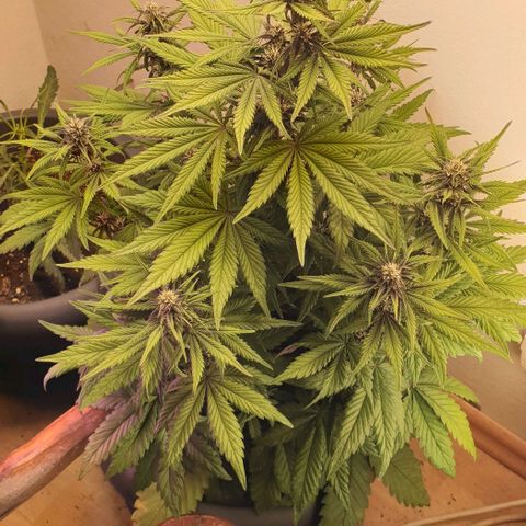 Purple lemonade growlog timeline photo