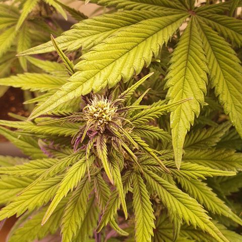 Purple lemonade growlog timeline photo