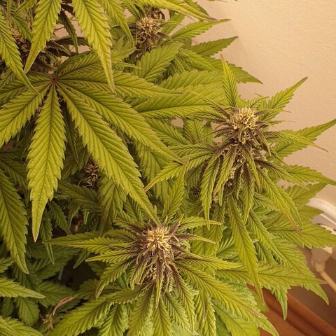 Purple lemonade growlog timeline photo