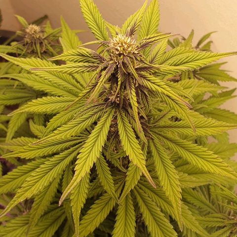 Purple lemonade growlog timeline photo