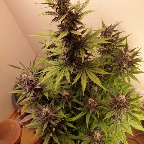 Purple lemonade growlog timeline photo