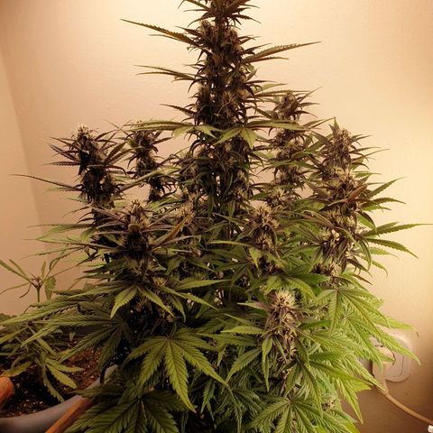 Purple lemonade growlog timeline photo