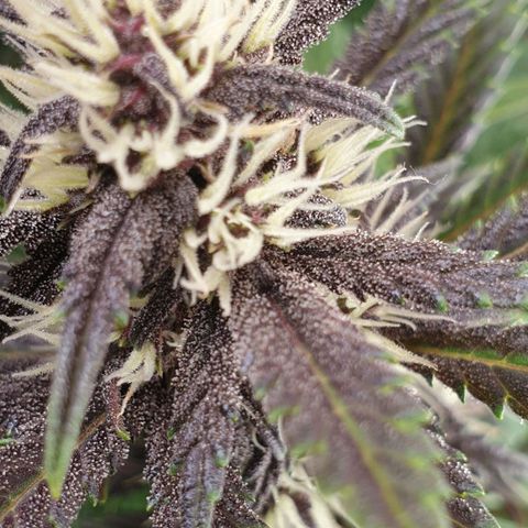 Purple lemonade growlog timeline photo