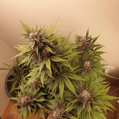 Purple lemonade growlog timeline photo