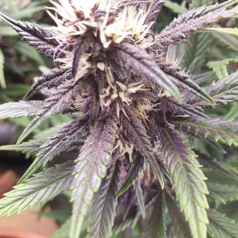Purple lemonade growlog timeline photo