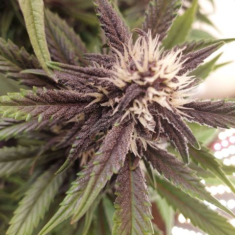 Purple lemonade growlog timeline photo
