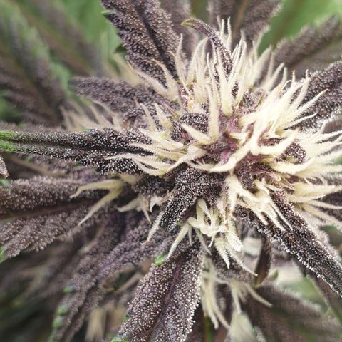 Purple lemonade growlog timeline photo